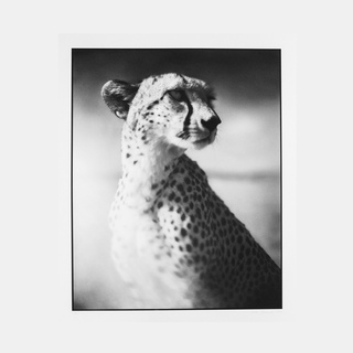 Portrait of Cheetah Against Dark Sky - Maasai Mara (from On This Earth Portfolio) art for sale