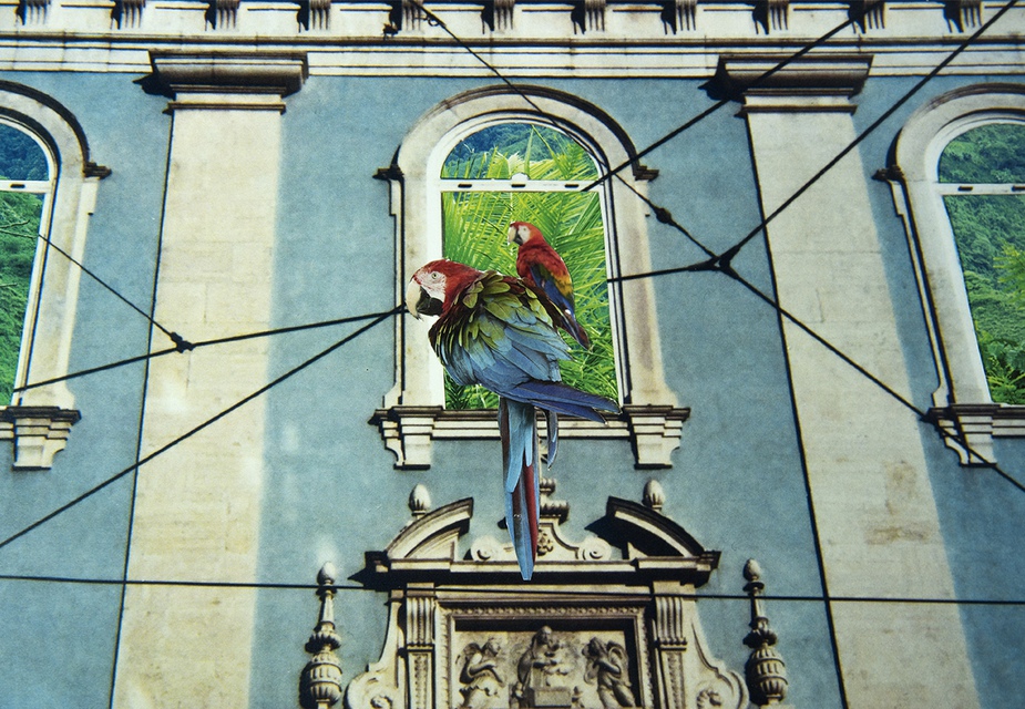 Paloma Castello - Delirio Exótico #8, Photograph