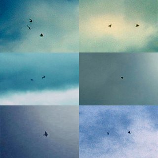 Penelope Umbrico, Suns from Sunsets from Flikr - Out-takes/Birds (Blue)