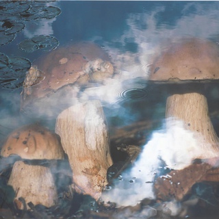 Peter Fischli & David Weiss, Pilze in Wasser (Mushrooms in Water) (From Merce Cunningham Dance Company: 50th Anniversary)