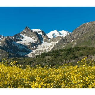 Yellow - Mountain art for sale
