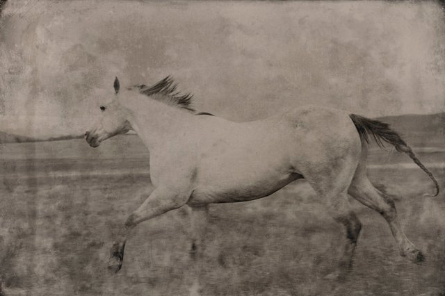 Richard Phibbs - White Horse Running, Greenough, Montana