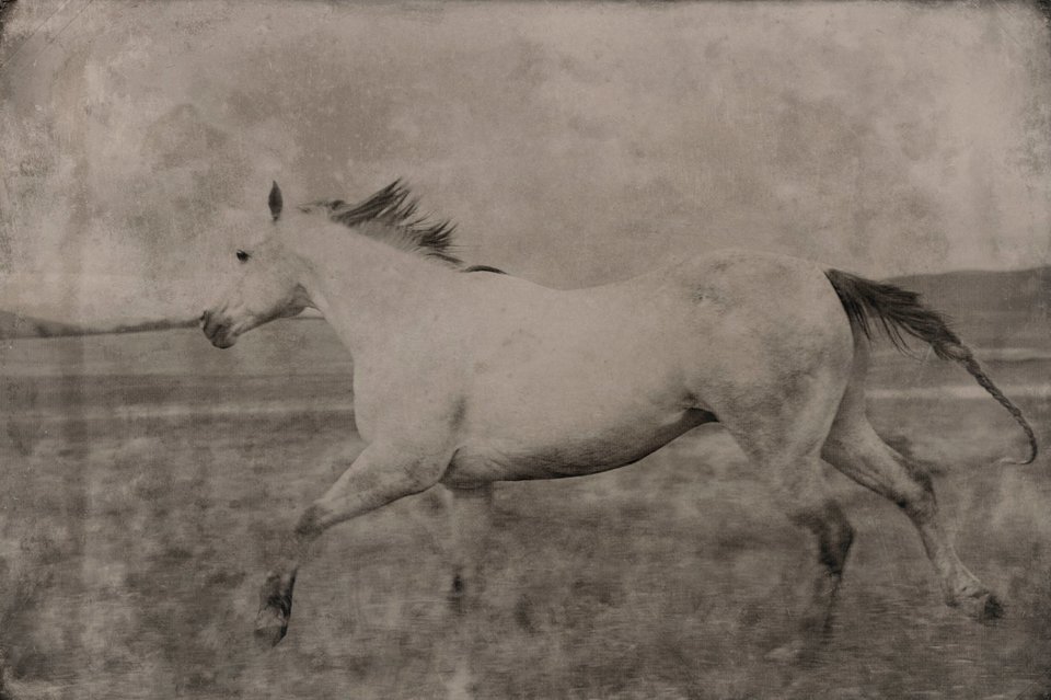 Richard Phibbs, White Horse Running, Greenough, Montana