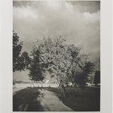 アート・デザイン・音楽 Tree Line by Robert Adams The Hasselblad Robert Adams: Tree Line by Robert Adams