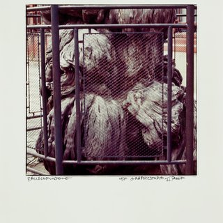 Robert Rauschenberg, Fenced Tree (from Studies for Chinese Summerhall)