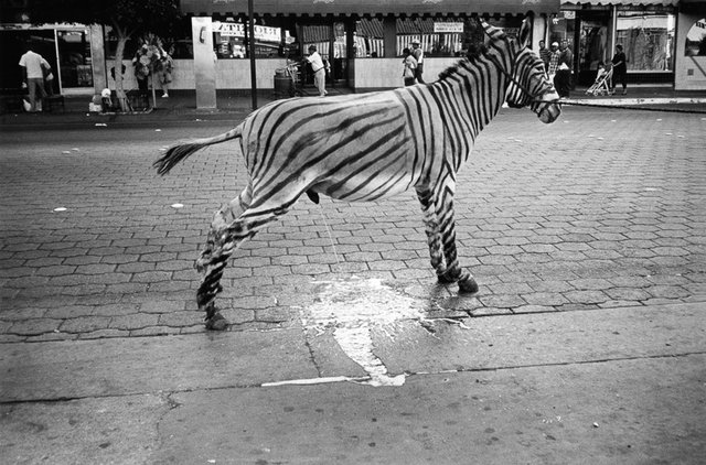 Robert Whitman - A burro painted as a zebra taking a pee on the street of Tijuana, Mexico