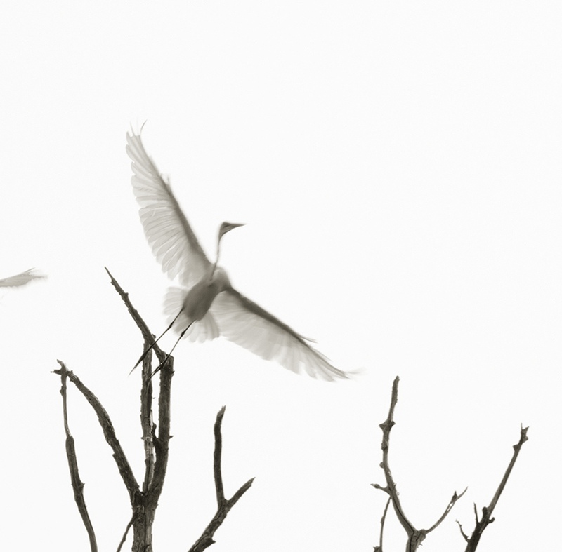 view:65251 - Ron Tarver, Egrets in Flight - 
