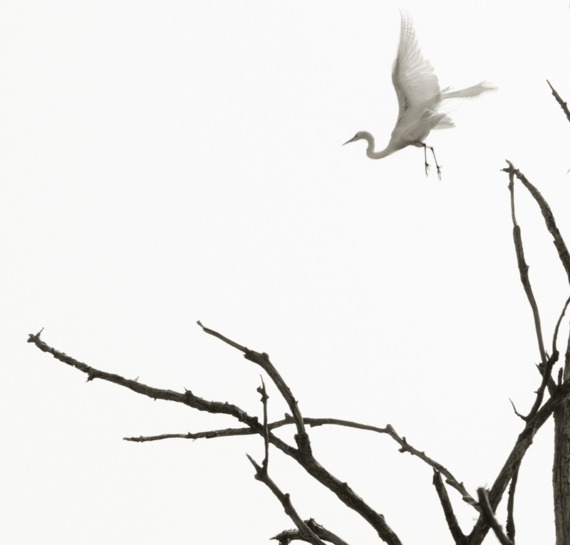 view:65253 - Ron Tarver, Egrets in Flight - 