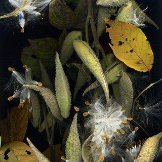 October 22 (Milkweed) art for sale