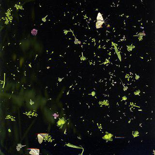 Sara Angelucci, June 18 (Moth, assortment of seeds, flowers, leaves)