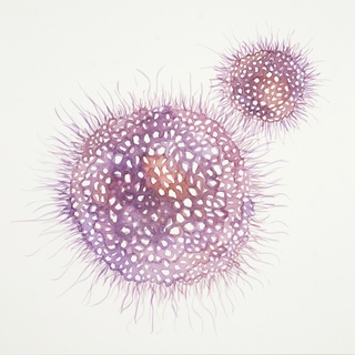 Sarah Hearn, Dengue virus