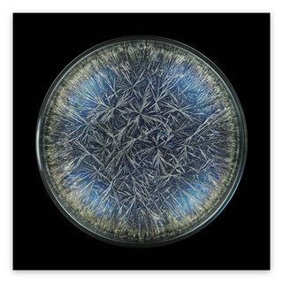 Morphogenetic Field - Dandelion (Pissenlit) art for sale