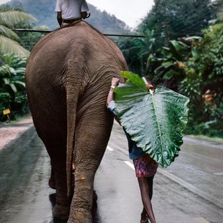 Young Man Walks Behind Elephant art for sale