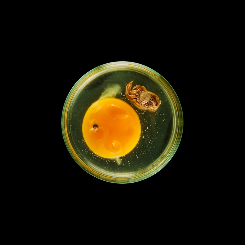 by suzanne-anker - Vanitas (in a Petri dish) 1