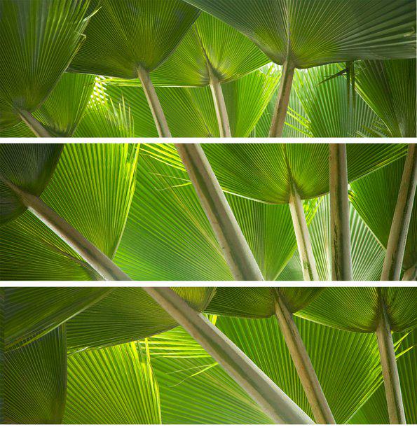 Timothy Hearsum - Palm Trio 2, Photograph