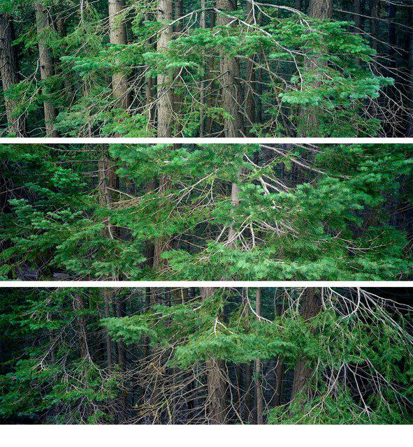 Timothy Hearsum - Trio #19, Photograph