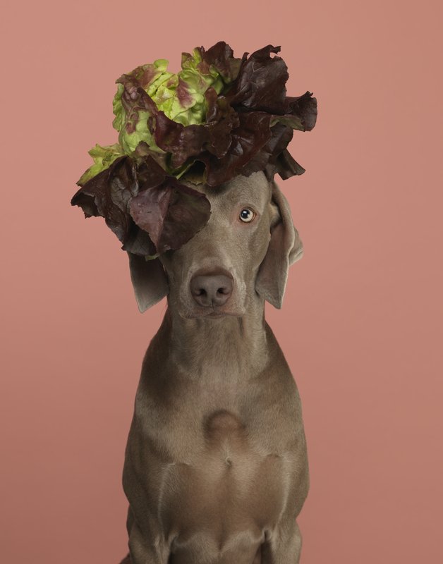 Weimaraner Art Wegman