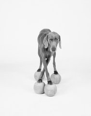 William Wegman - Cross Training for Sale | Artspace