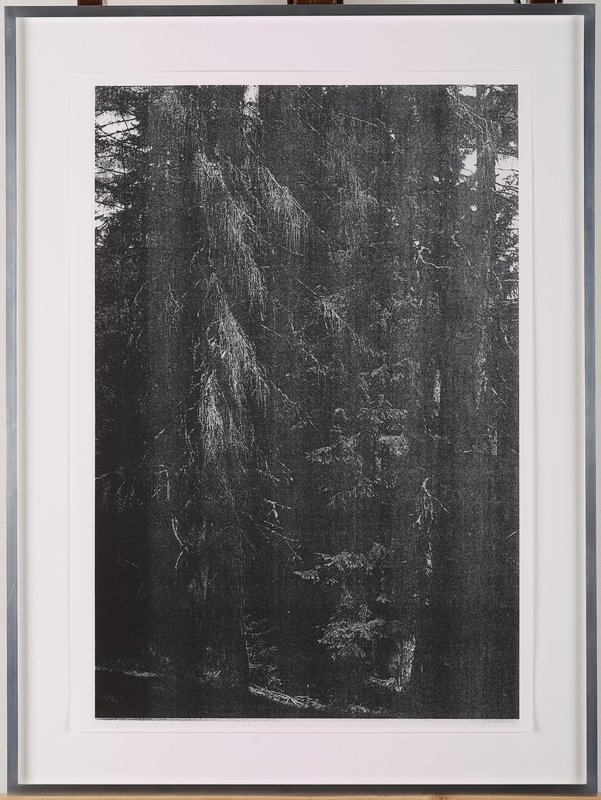 Wald (Briol III), 2003 by Wolfgang Tillmans