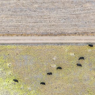 Cows in the Grass" Contemporary Abstract Aerial Landscape (Color Photograph) art for sale