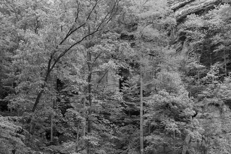 picture of the exhibition location Untitled #14 (Daniel Boone Forest)