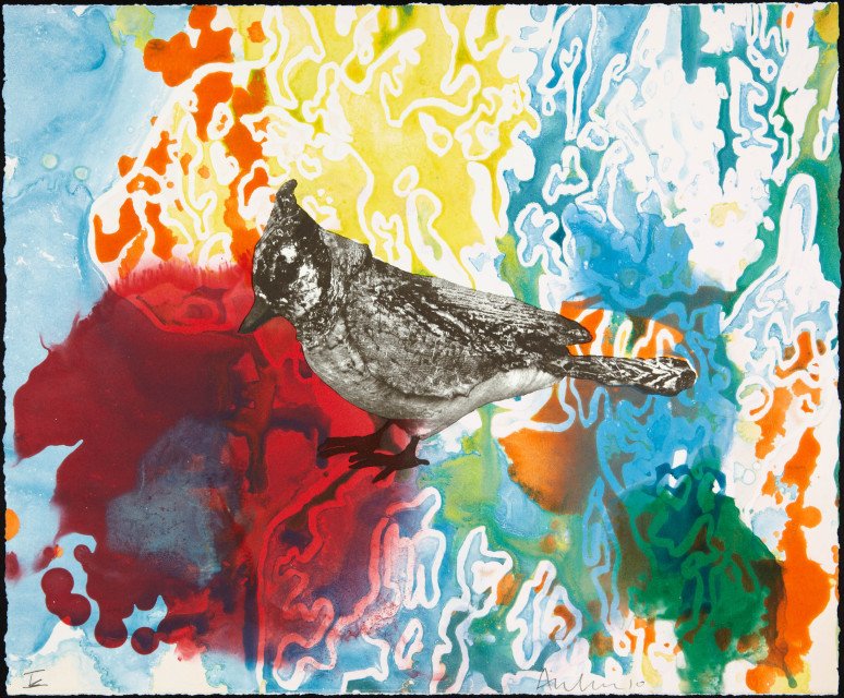 Anne Chu - Blue Jay Monotypes, Print