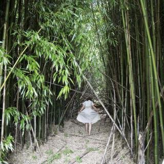 Bamboo Forest, Shelter Island art for sale