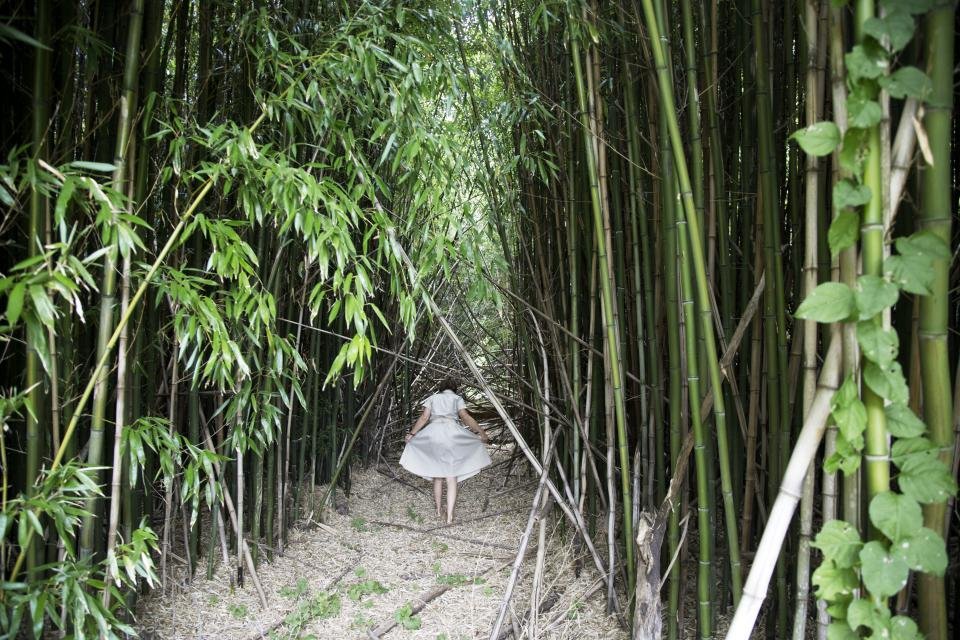 Bastienne Schmidt - Bamboo Forest, Shelter Island, Photograph