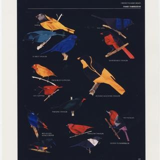 Fred Tomaselli, Order Passeriformes (Black Version)