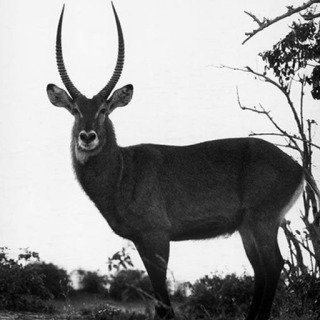 Africa. 1958. Antelope art for sale