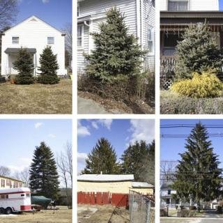 Untitled (from Every Tree in Town), Set of 30 art for sale