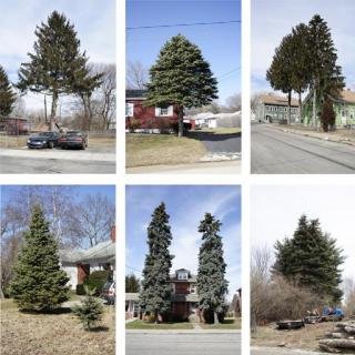Untitled (from Every Tree in Town), Set of 6 art for sale