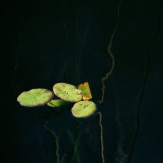 Maxi Cohen, Okavango Delta Lilies 1 