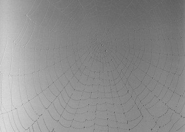 work by Sally Gall - Web #11 #:3187