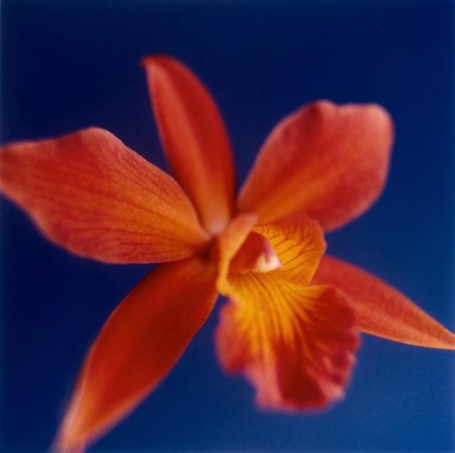 Tapp Francke - Orange Orchid on Dark Blue, Photograph