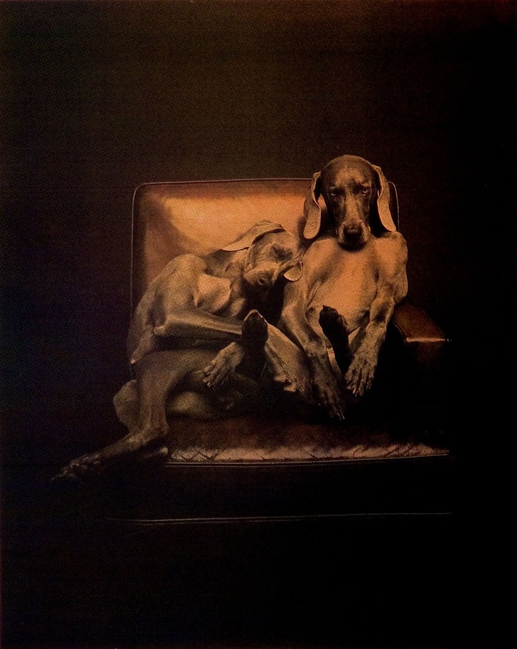 Hounds – Victoria Clare's Art