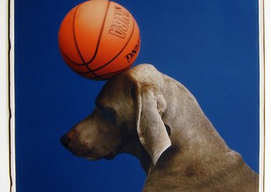 https://d5wt70d4gnm1t.cloudfront.net/media/william_wegman/game/william_wegman_None_ORIG-380x270-c.jpg